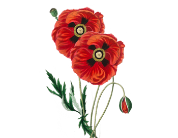 Una pianta di papavero comune, due fiori sono aperti, dal colore rosso intenso, mentre uno, un po' ricurvo deve ancora sbocciare e aprirsi.