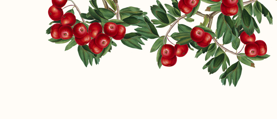 dei rametti di Azzeruolo Rosso, detto anche Lazzeruolo, con le sue foglie verdi e ovali e numerose bacche rosse tonde.