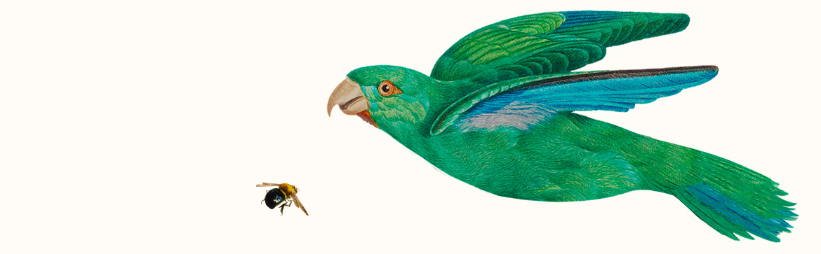 Un parrocchetto monaco, dai colori verde e blu brillanti, è in volo e, sotto di lui, un'ape vola in direzione contraria.