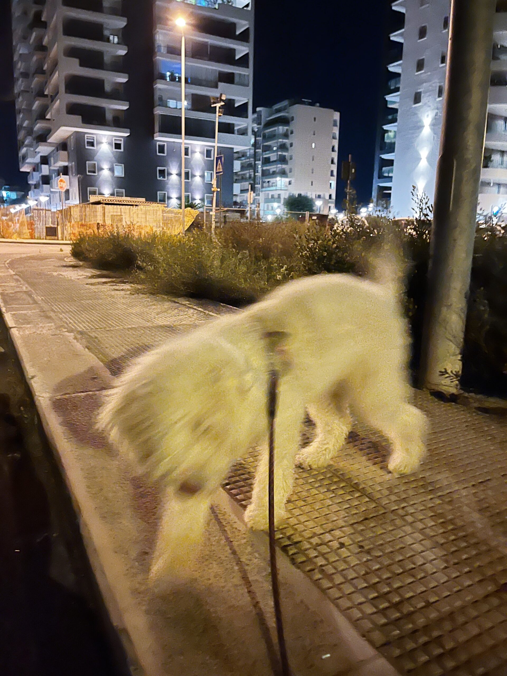 un cane bianco in movimento in una strada cittadina alla luce dei lampioni.