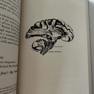 illustrazione anatomica di un cervello umano