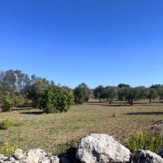 Contrada di Santa Barbara a capurso con i campi e gli ulivi